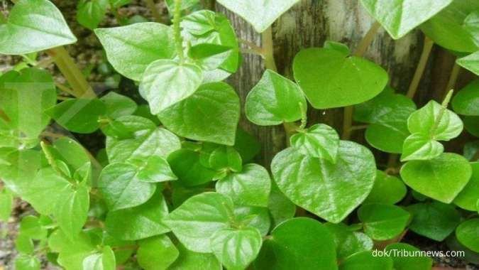 Ternyata Daun Sirih Cina Bisa Menurunkan Asam Urat Tinggi Lho...