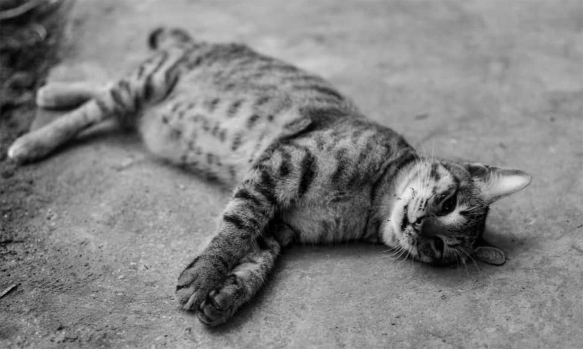 Menabrak Kucing Sampai Mati, Harus Dikubur Pakai Baju yang Kita Pakai? Begini Kata Buya Yahya