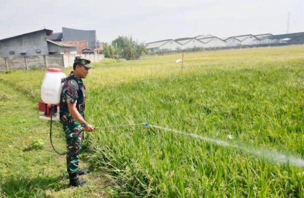 Babinsa Dampingi Poktan Sirandu Jaya Lakukan Penyemprotan Hama Padi Dukung Ketahanan Pangan Nasional
