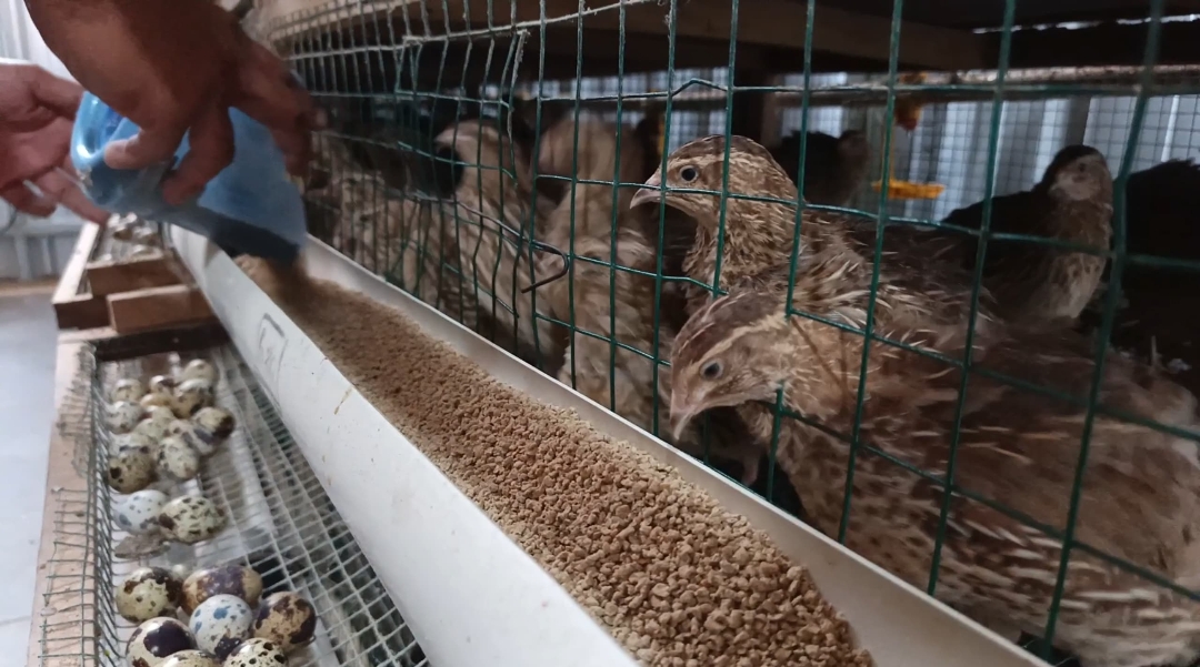 Kodim 0615 Kuningan Siap Suplai Ribuan Telur Puyuh untuk Program MBG