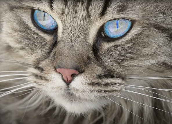 Bagaimana Cara Kerja Mata Kucing untuk Melihat Berbagai Macam Warna?