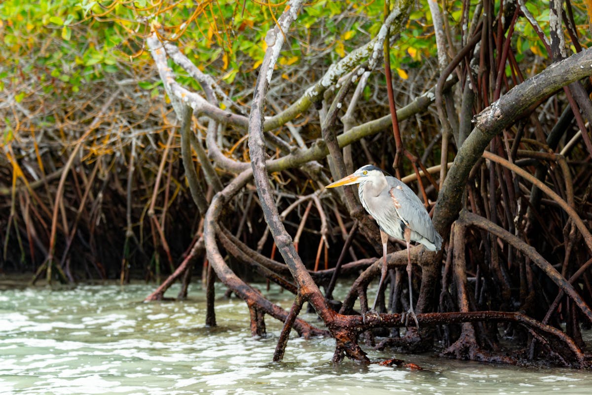 Jarang Diketahui, Wisata Mangrove di Cirebon Perlu Inovasi untuk Menarik Minat Wisatawan!