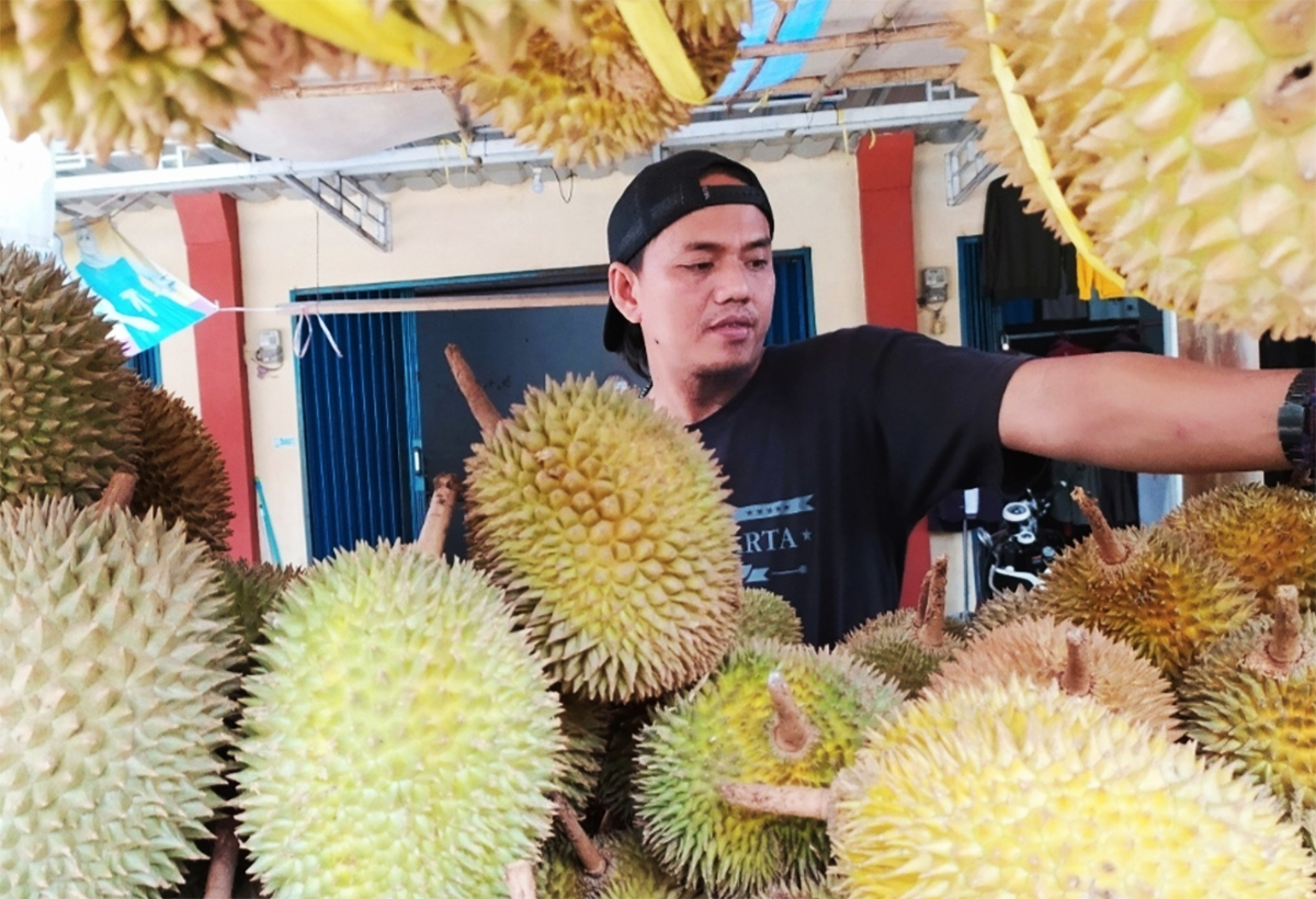Mengenal 8 Jenis Durian di Sinapeul, Sentra Durian Dekat dari Cirebon yang Wajib Dicoba