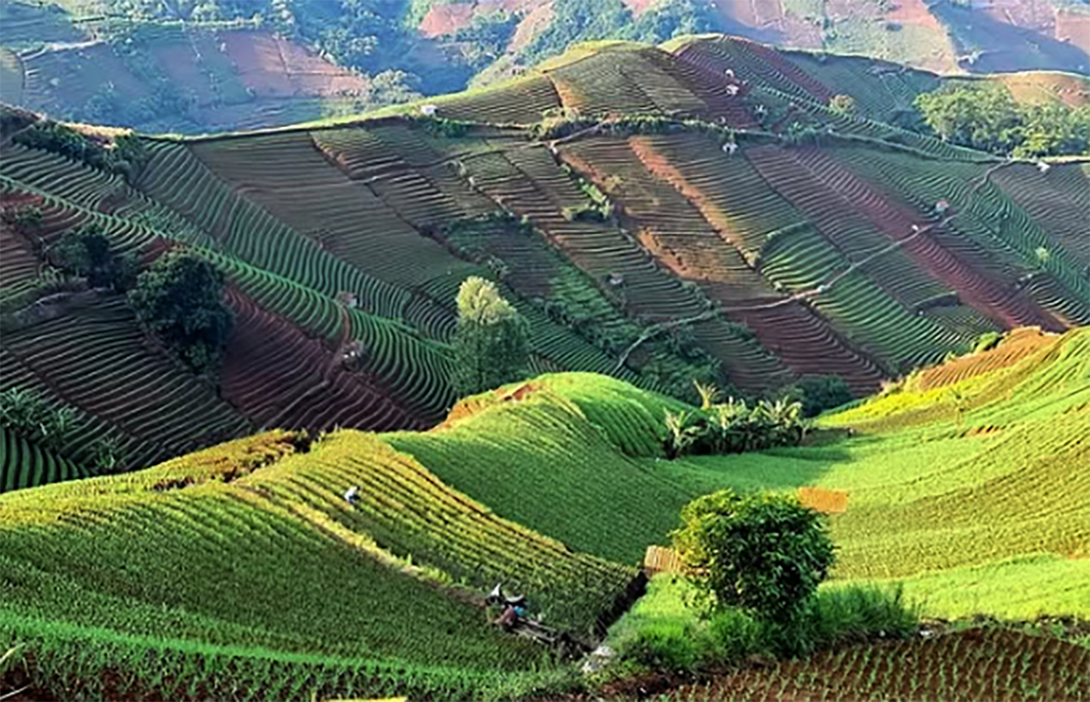 View Terbaik Terasering Panyaweuyan Majalengka, Datang di Waktu yang Tepat