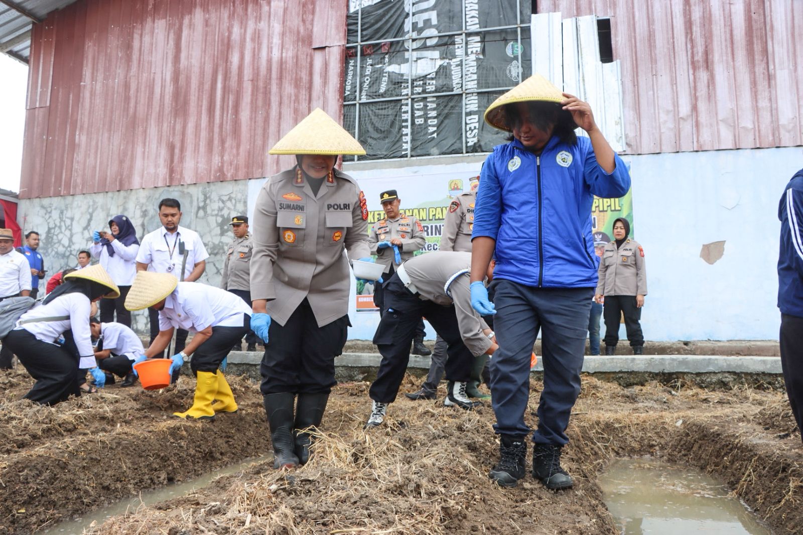 Perkuat Ketahanan Pangan, Polresta dan Pemkab Cirebon Tanam 404 Hektare Jagung Pipil