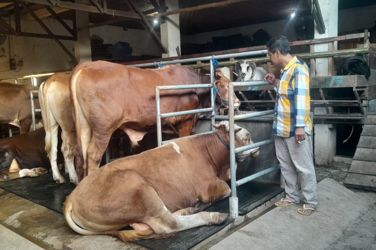 Hewan Kurban Terlaris di Cirebon 2026, Domba Garut dan Sapi Simental Dominan