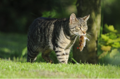 Cara Bertahan Hidup, Inilah 4 Makanan Kucing di Alam Liar!