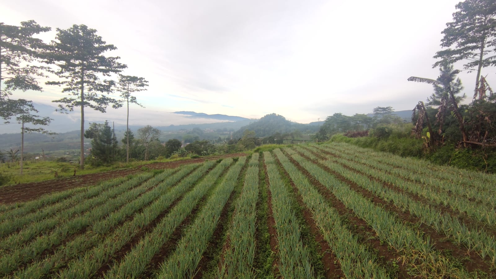 Daftar Daerah Paling Dingin di Jawa Barat, Bukan Kuningan Loh, Suhu Bisa 9 Derajat Celcius