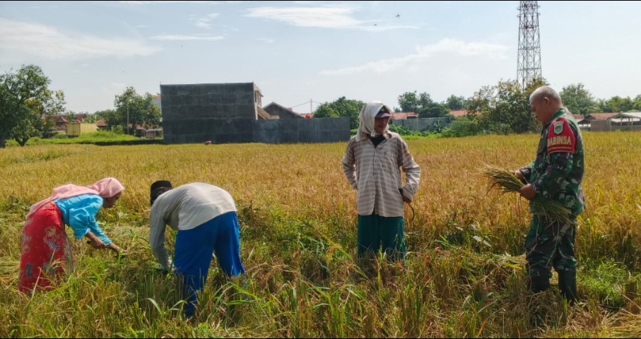Pastikan Program Ketahanan Pangan Dirasakan Manfaatnya oleh Petani, Babinsa Kawal Panen Padi