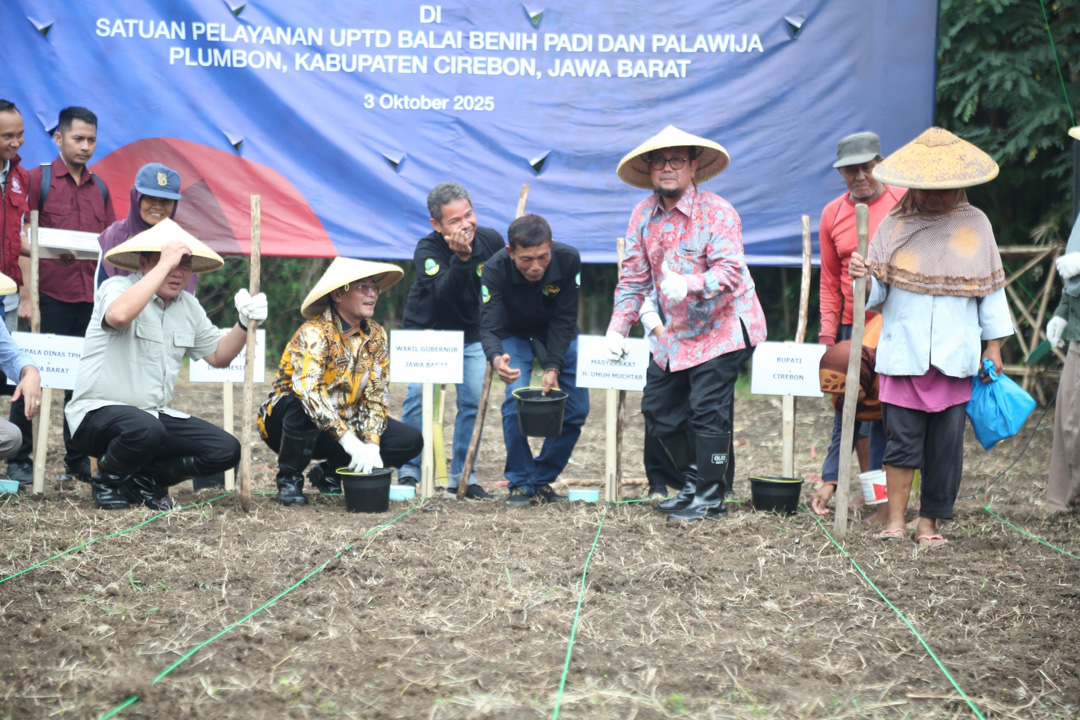 Bupati Cirebon dan Wagub Jabar Tanam Pohon Pengganti Beras di Plumbon, Apa Itu?