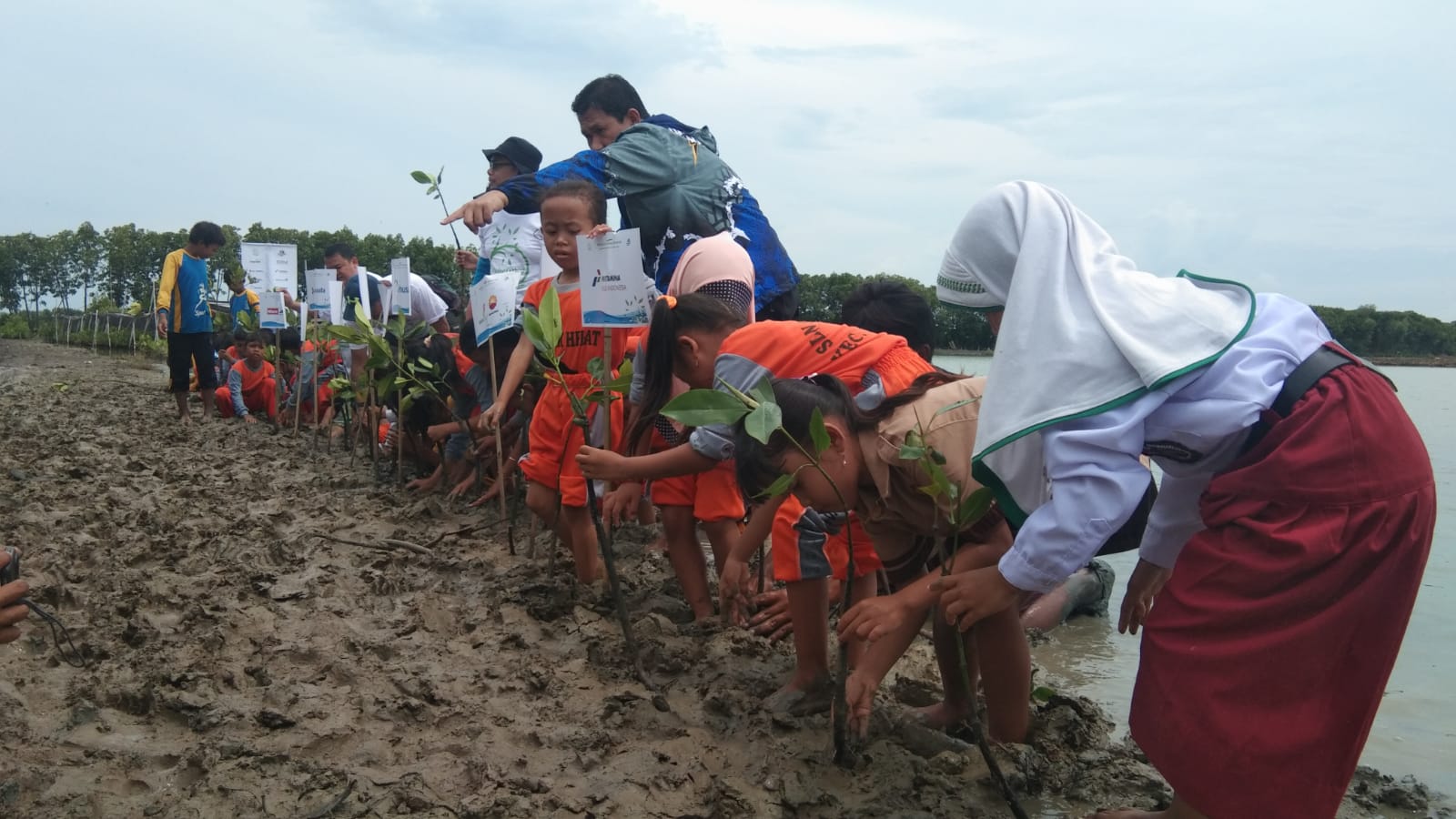 JMI Tanam Mangrove di Wilayah Rawan Abrasi Ambulu Cirebon