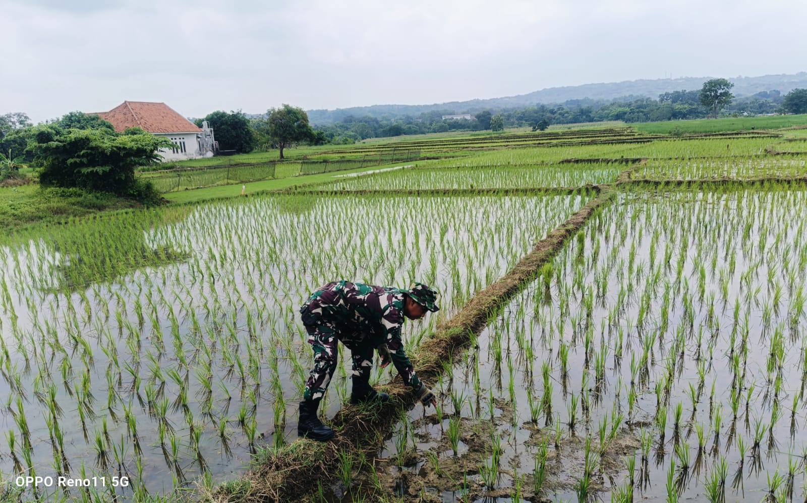Sukseskan Ketahanan Pangan Nasional, Babinsa Kalijaga Dampingi Poktan Sidemung