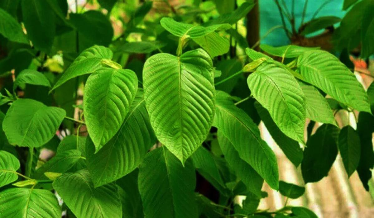 7 Kandungan dalam Daun Kratom yang Perlu Diketahui, Herbal yang Dijuluki 'Narkoba Baru' dari Indonesia