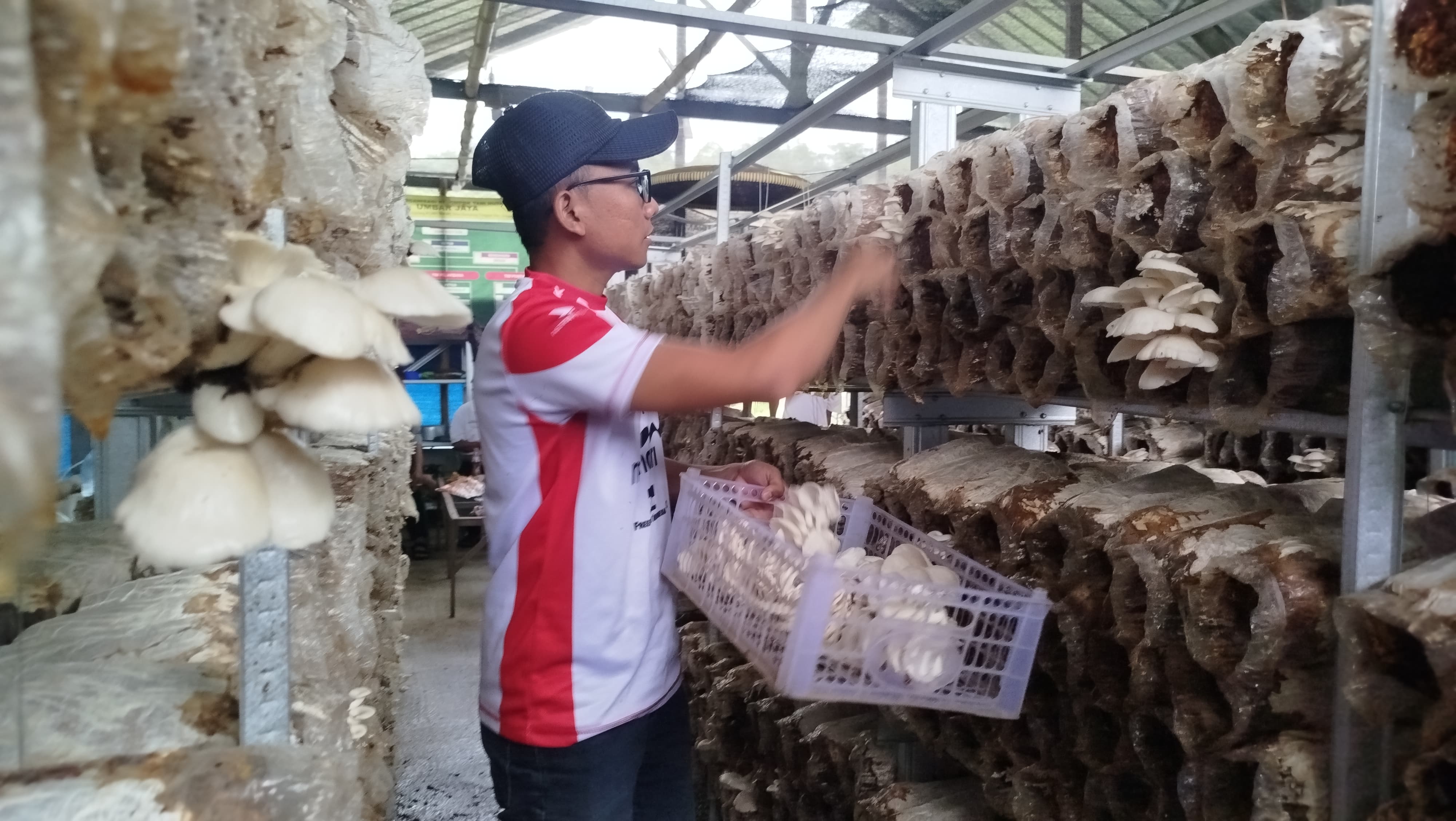 Baru 6 Bulan, BUMDEs di Desa Ini Sudah Beromzet Rp11 Juta Perbulan, Apa Sih Usahanya?