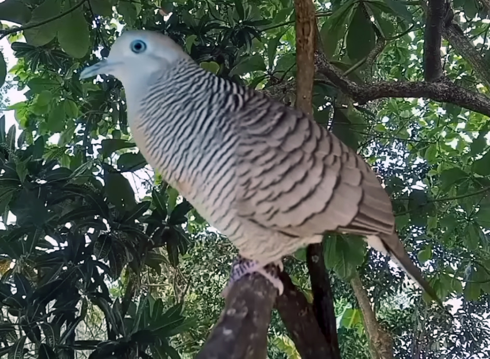 5 Jenis Burung Perkutut yang Mengandung Mitos Adat Jawa, Memengaruhi Wibawa, Rezeki dan Keberuntungan