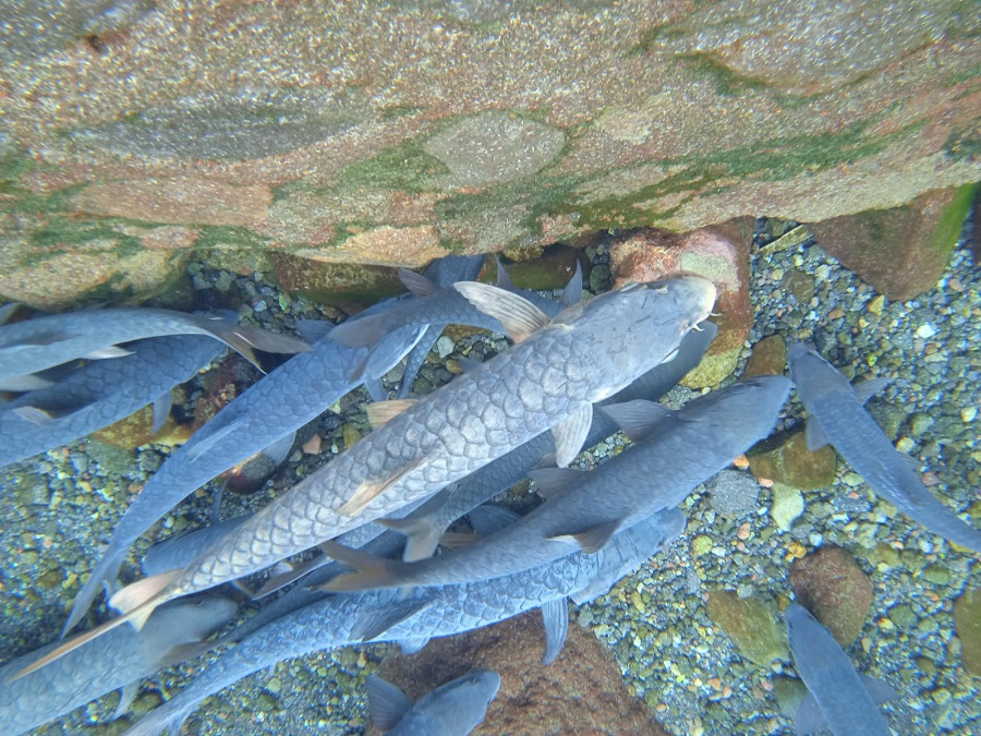Ikan Dewa di Cibulan Mati dan Dikafani, Kuwu Desa Manis: Ini Warisan Leluhur, Menjaga Kearifan Lokal