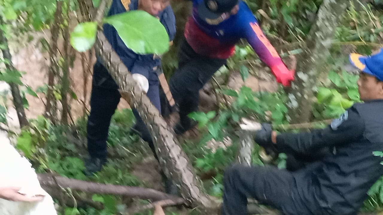 Nyaris Ancam Ternak, Ular Sanca Besar Diamankan Damkar Kuningan