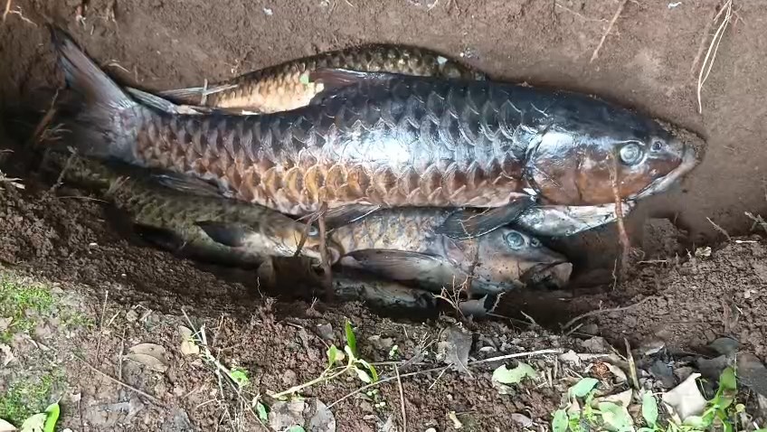 Ikan Dewa Kuningan Mati Massal, Pengelola: Baru Terjadi Dalam 15 Tahun Terakhir