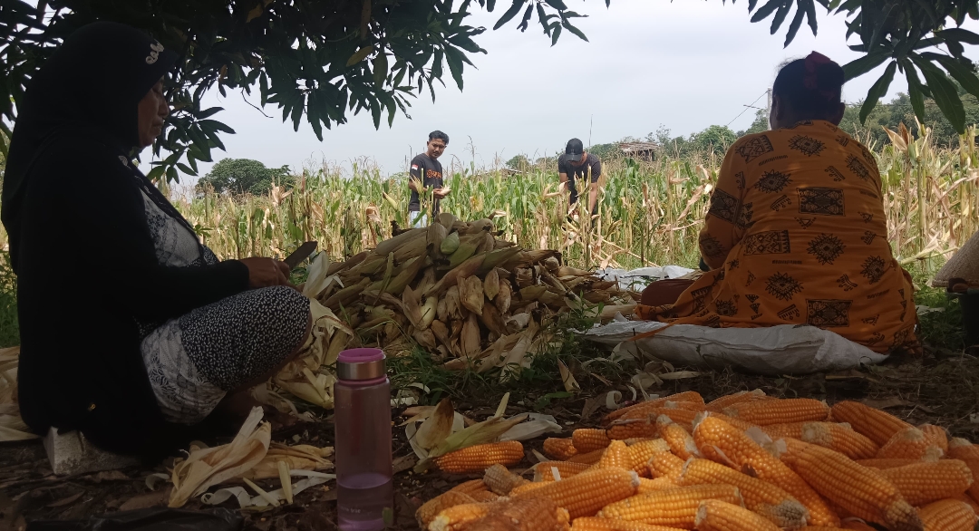 Ketahanan Pangan Cirebon: Desa Gumulung Tonggoh Sukses Panen Jagung Pipil 1,5 Hektare