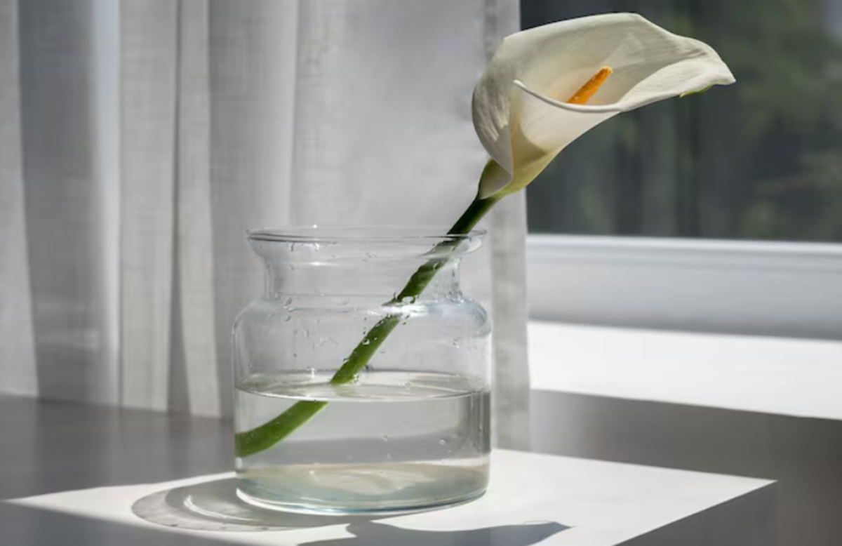 Awal 2026 Langsung Hoki! 5 Tanaman Hias Ini Dipercaya Bawa Rezeki ke Dalam Rumah