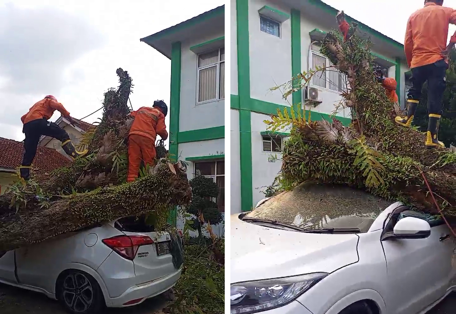 Tiba-Tiba Pohon Besar Tumbang, Timpa 3 Mobil di Kuningan