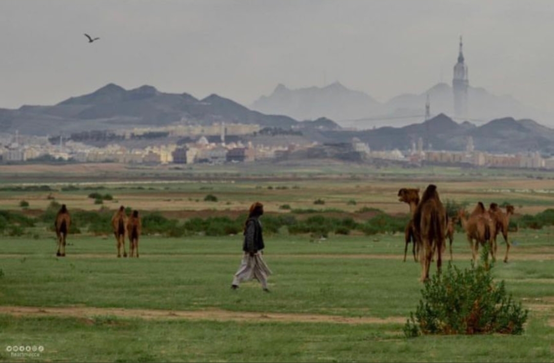 Arab Saudi Menghijau Dikaitkan Tanda Kiamat, Hujan yang Biasanya Setahun 3 Kali, Tiba-tiba Sering