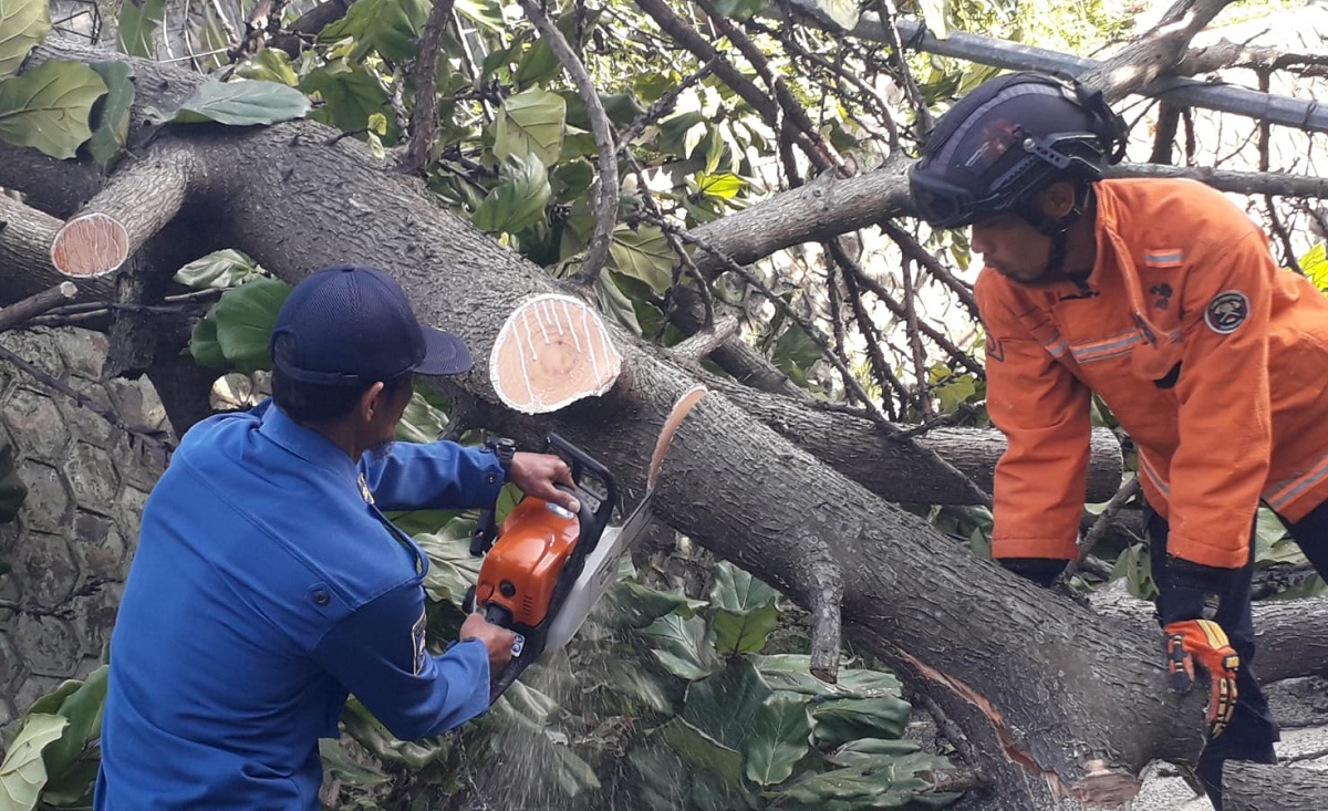 Pohon Tumbang Tutup Akses ke GOR Ewangga Kuningan Sebelum Silaturahmi Bhayangkara se-Wilayah 3 
