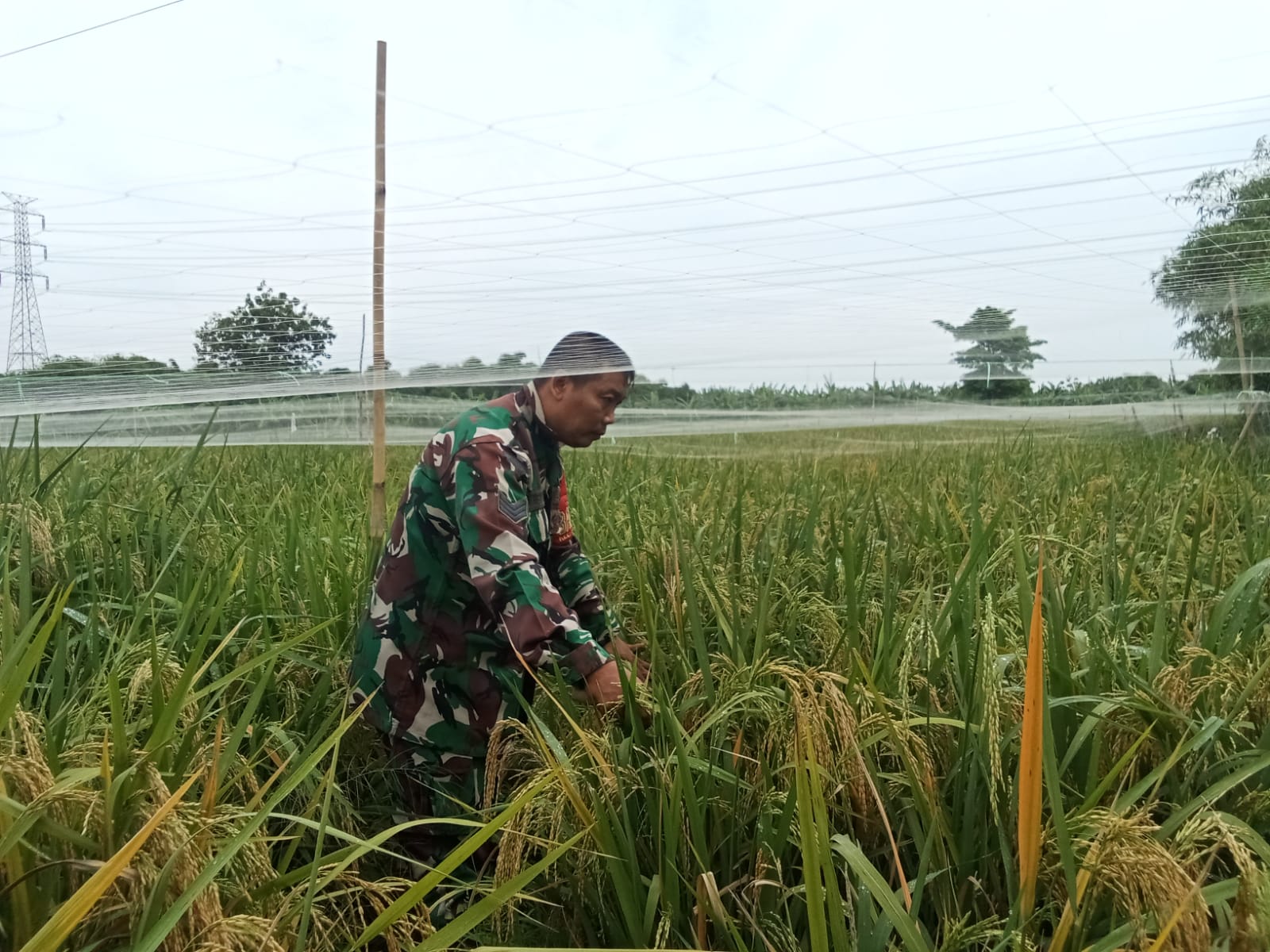 Babinsa Kelurahan Pulasaren Dampingi Petani Lakukan Pemeliharaan Tanaman Padi Varietas Mapan