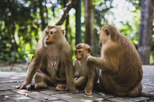 Puluhan Kawanan Monyet Serbu Pemukiman Warga di Taman Kalijaga Kota Cirebon 