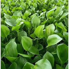 Awas Hati-hati, 5 Tanaman Hias Ini Dapat Mengundang Ular 