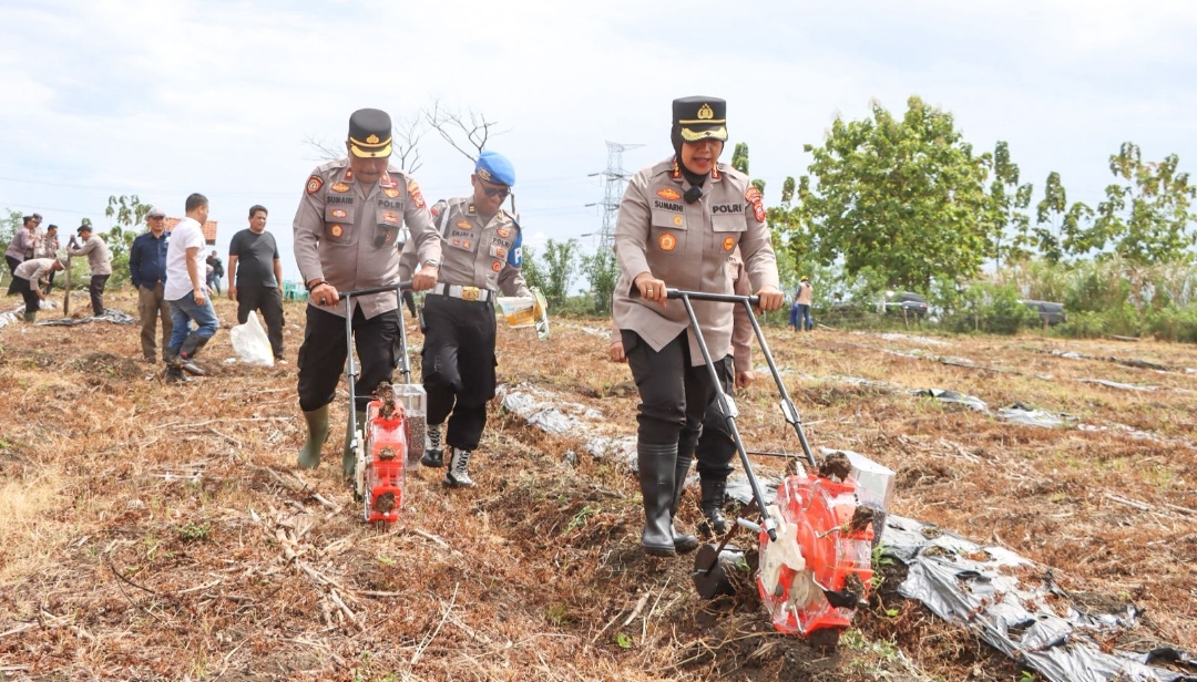 Dukung Swasembada Pangan, Polresta Cirebon Tanam Jagung Pipil di Sumurkondang