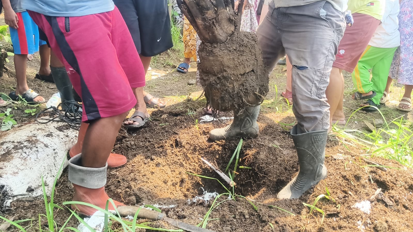 Warga Cigobang Cirebon Cabut Sawit, Aksi Terhenti Usai Tiga Pohon Dicabut