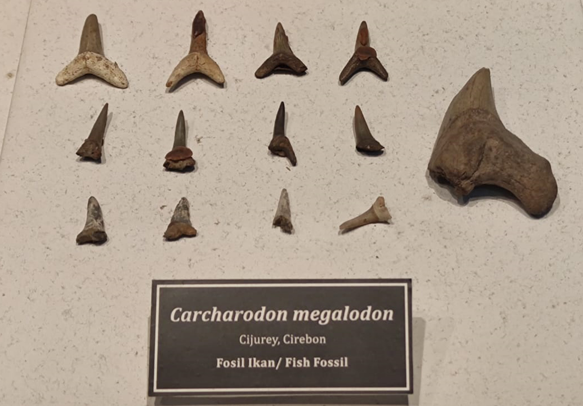 Melihat Fosil Gigi Hiu Megalodon dari Majalengka di Museum Geologi Bandung, Gigitan Bisa Meremukan Tulang