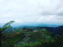 Bukit Mercury Sayang Kaak! Menikmati Keindahan Terasering Wisata Alam Majalengka yang Mempesona