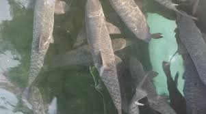 Objek Wisata Cibulan! Pesona Wisata Kuningan dengan Kolam Penuh Ikan Dewa!