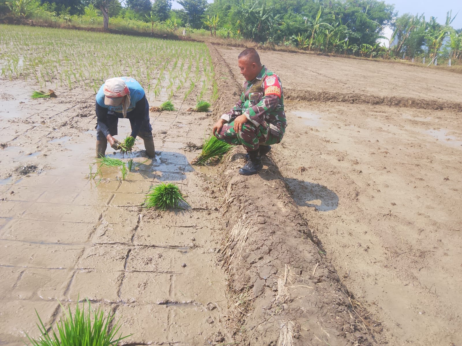 Babinsa Larangan Dampingi Poktan Tanam Padi Program Tanam Ketiga