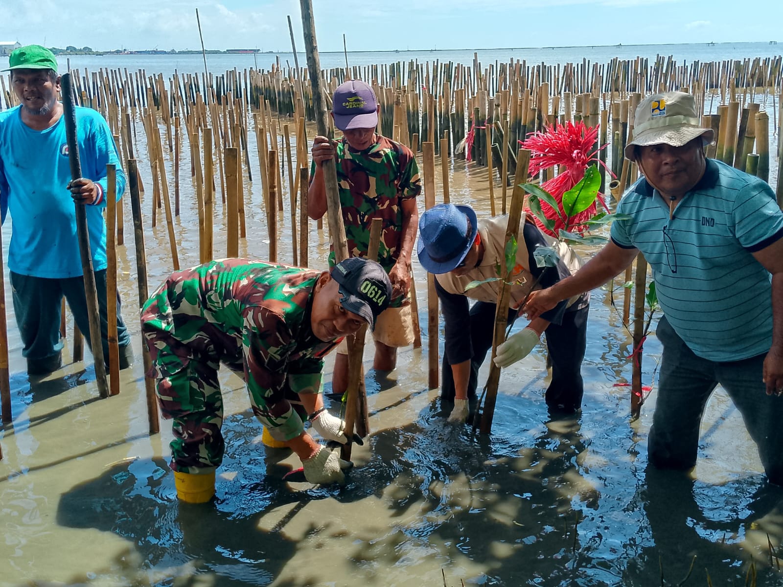 Babinsa Kesepuhan Ikuti Kegiatan Penanaman Mangrove dan Clean Up di Pesisir Pantai