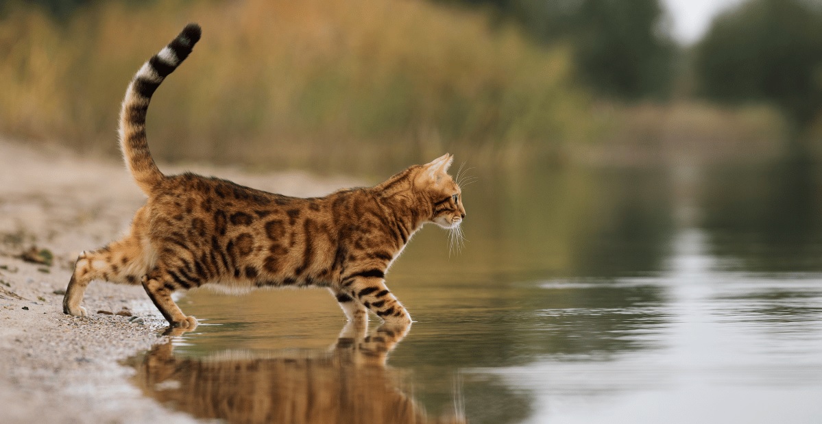 Mengenal Lebih Jauh Spesies Kucing Benggal 