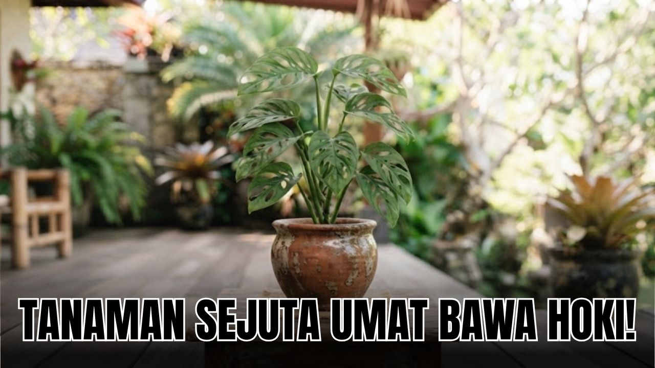 Mau Rumah Penuh Keberuntungan? Rawat 5 Tanamana Hias Pembawa Hoki Menurut Feng Shui Ini Sekarang Juga!