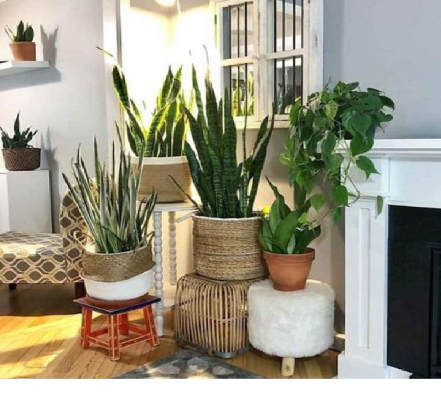 Bikin Rumah Lebih Fresh, Ini 6 Tanaman Indoor Gantung Minimalis yang Mudah Dirawat