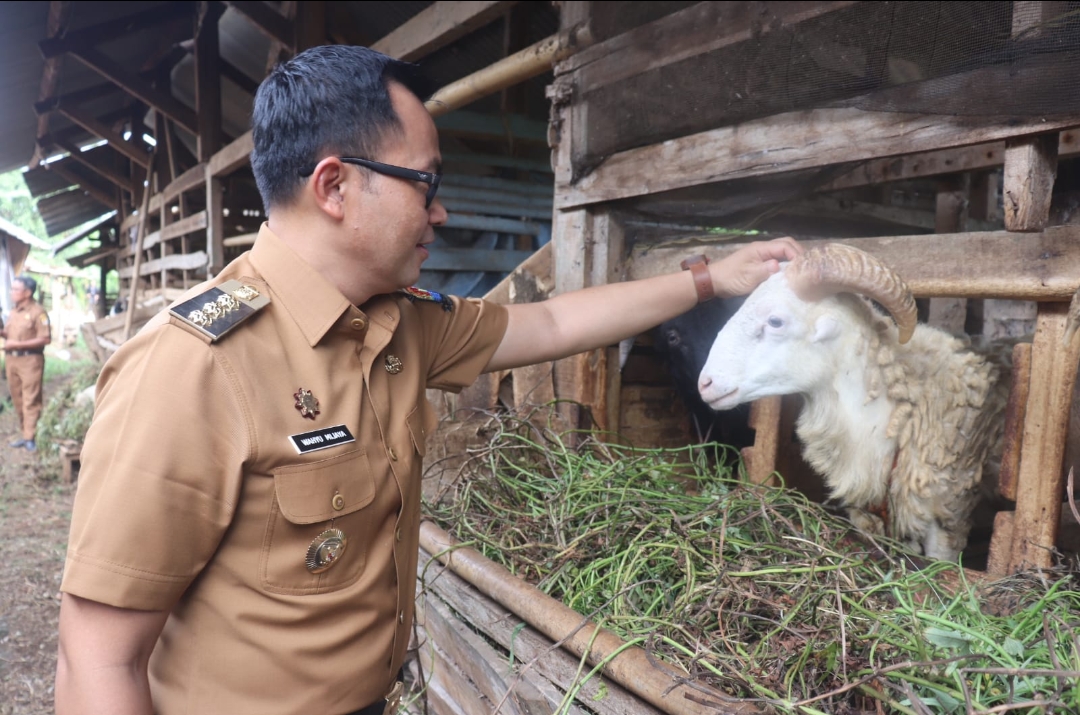 Idul Adha 1445 H, Kabupaten Cirebon Surplus Stok Hewan Kurban