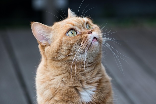 5 Obat Ampuh dalam Mengatasi Penyakit Flu Kucing