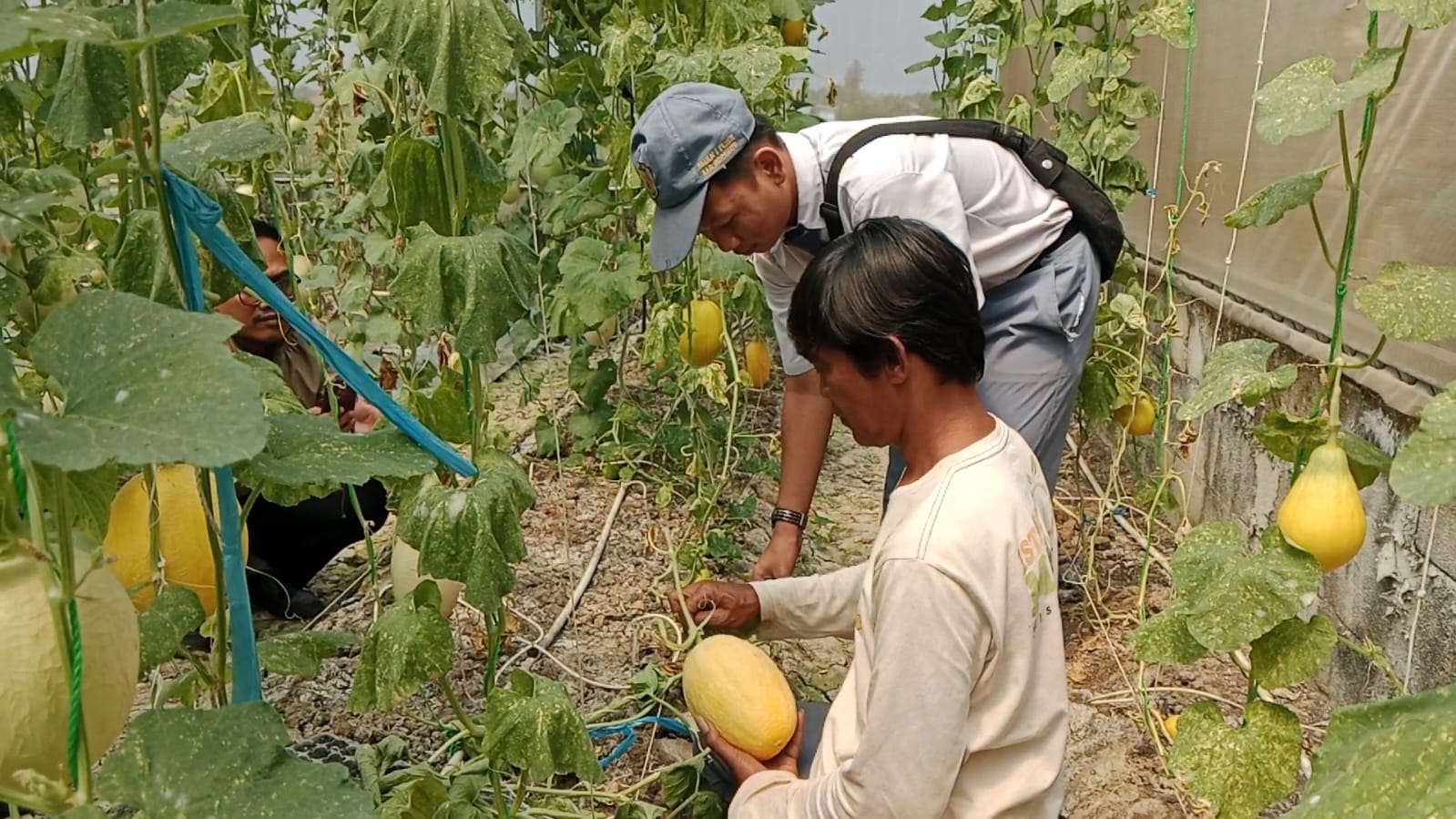 Wisata Petik Melon di Indramayu Jadi Daya Tarik Edukasi dan Agrowisata Keluarga