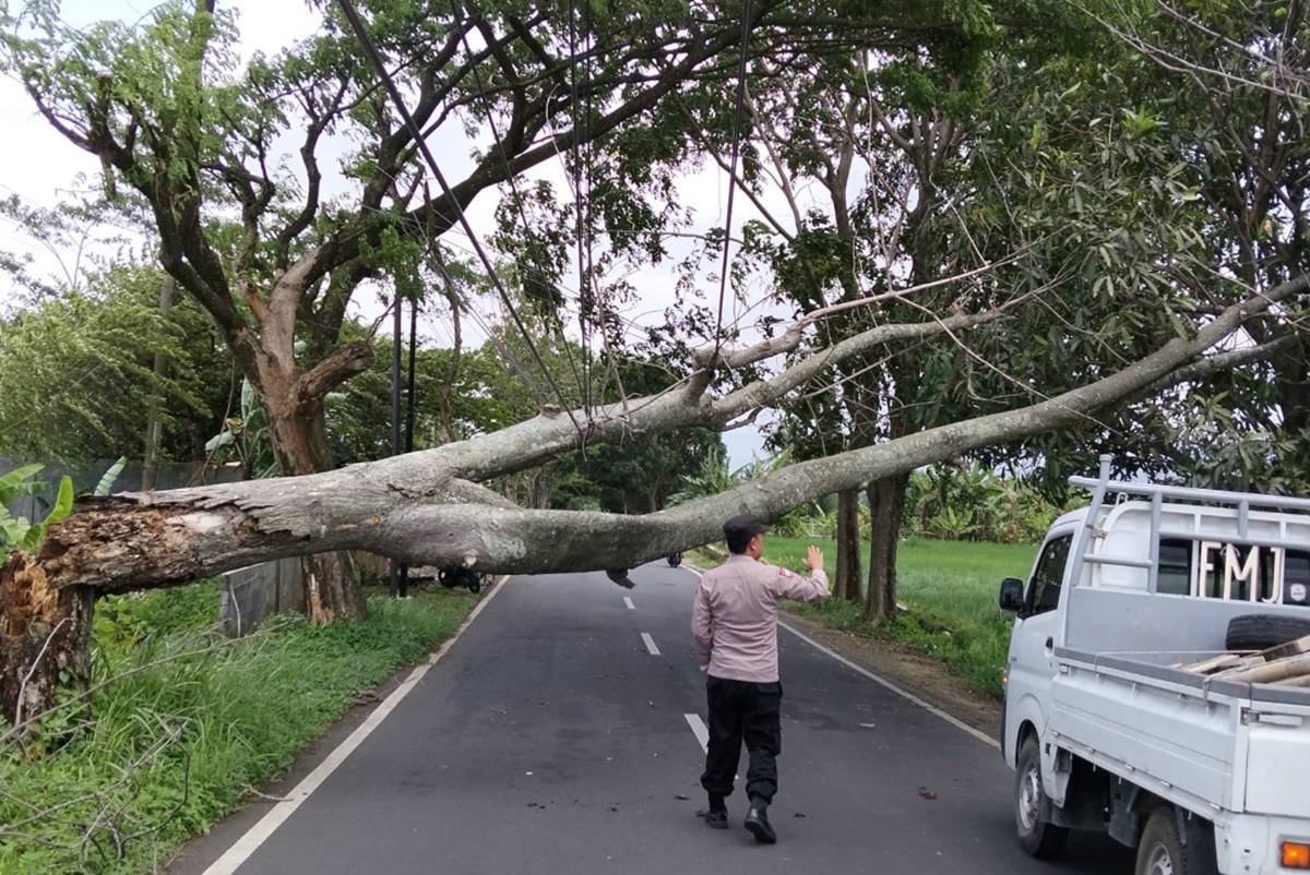Angin Kencang Terjang Kuningan, 17 Titik Pohon Tumbang Ganggu Jalan dan Permukiman Warga