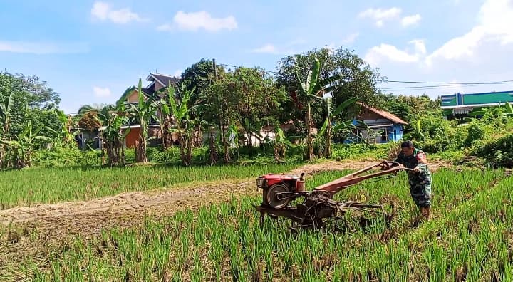 Babinsa Kesenden Turun ke Sawah, Dukung Ketahanan Pangan Nasional