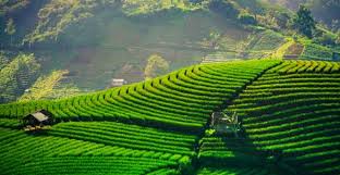 Jangan Sampai Salah! Ini Jam dan Bulan Terbaik untuk ke Terasering Panyaweuyan