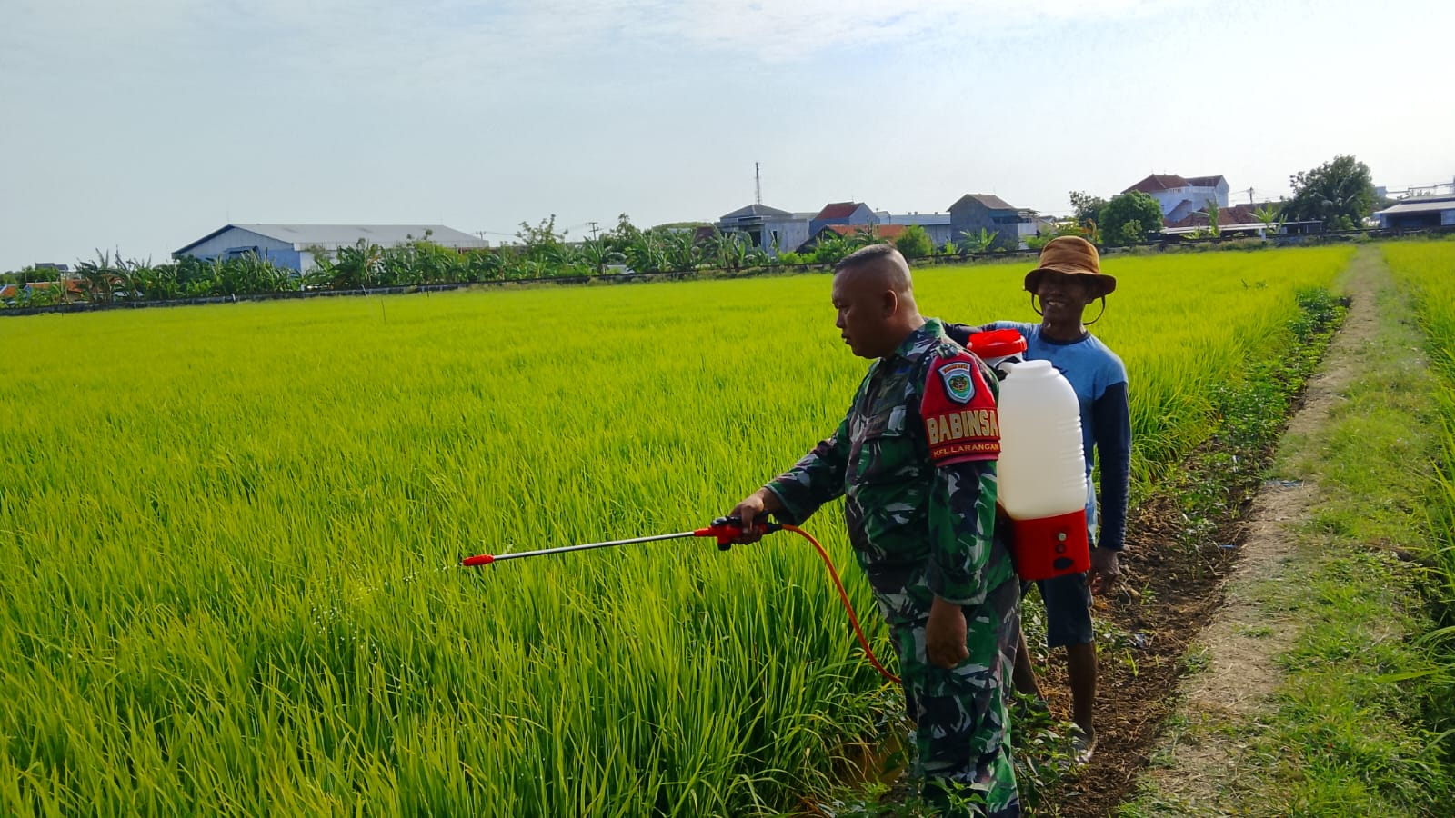 Dukung Swasembada Pangan Nasional, Babinsa Larangan Laksanakan Penyemprotan Padi