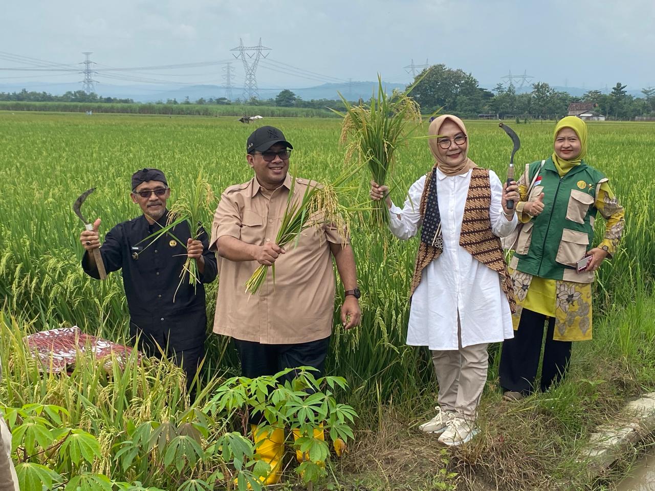 Dorong Ketahanan Pangan Nasional, George Edwin Sugiharto Panen Raya Padi 