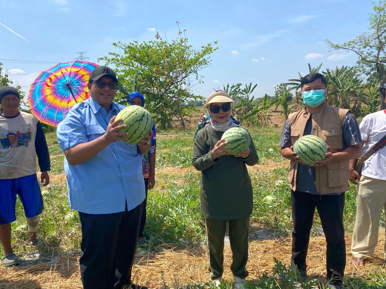 George Edwin Sugiharto Gelar Panen Raya Semangka di Desa Blender Kabupaten Cirebon