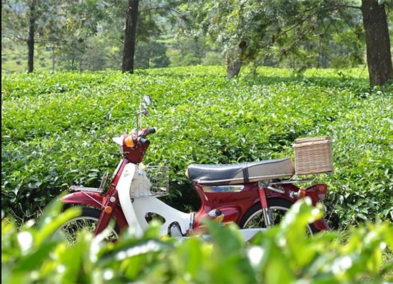 Kebun Sayur di Lereng Curam Milik PTPN Akan Dirubah Pemprov Jabar Jadi Kebun Teh 